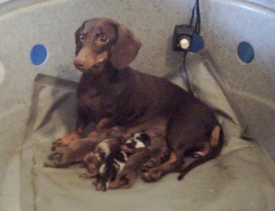 RESPONSABILIDADE COM A CRIAÇÃO